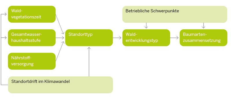 Entscheidungsbaum auf dem Weg zur Wahl eines Waldentwicklungstyps im Klimawandel