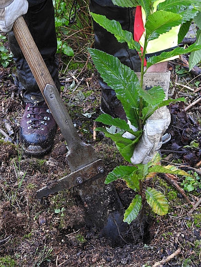 Einpflanzen einer Edelkastanie nach dem Neheimer Pflanzverfahren