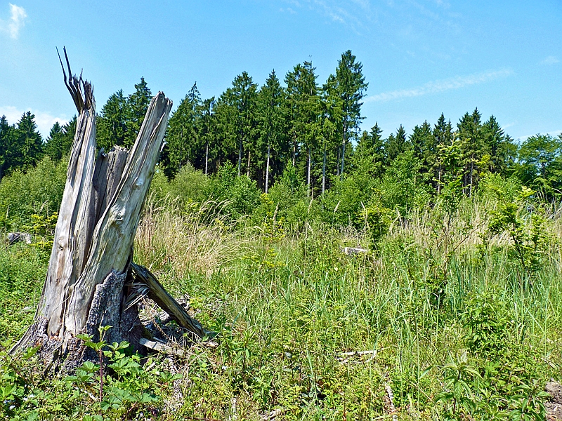 Ein typisches Mäusebiotop im Wald