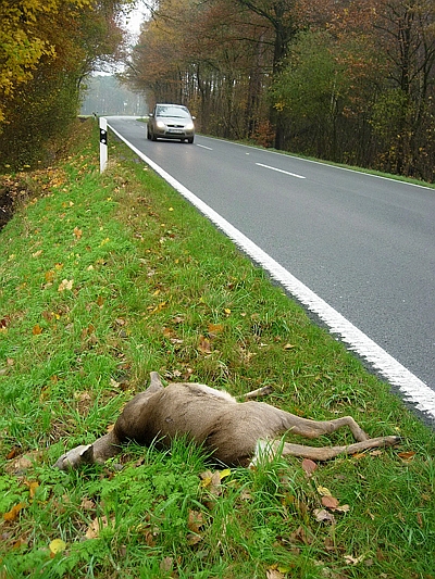 Verunfalltes Reh