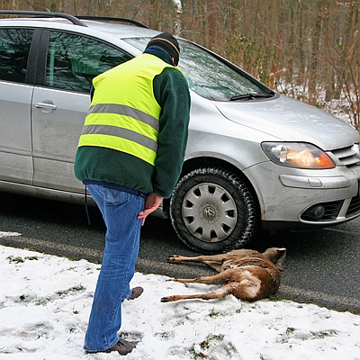 Wildunfall im Reichswald Kleve