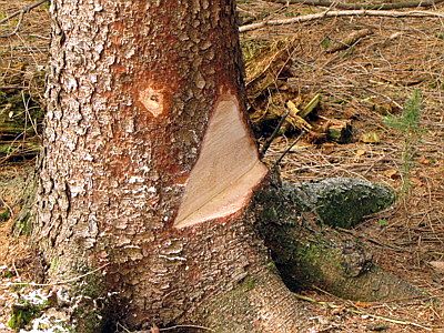 Orientierungsschnitt in die geplante Fällrichtung