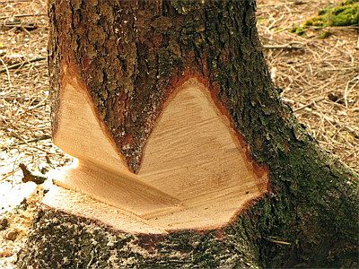 Fallkerbanlage im geschnittenen Kasten