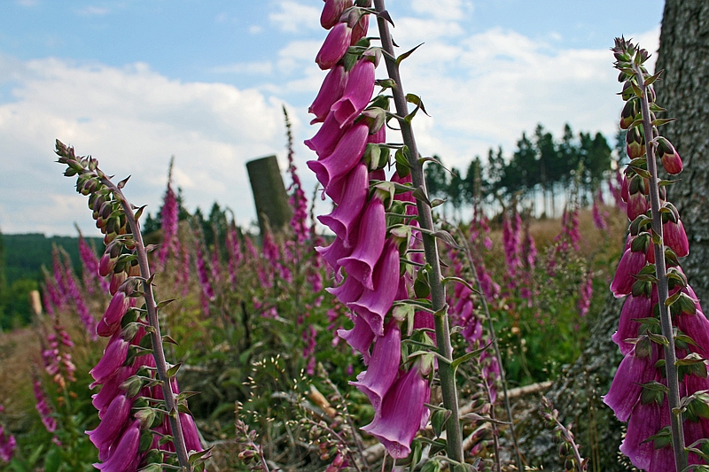 Fingerhut auf Kahlfläche