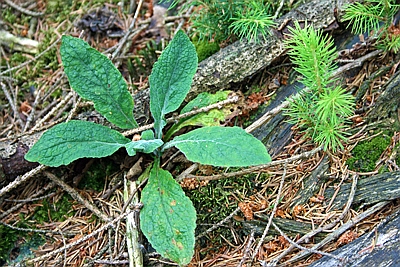 Blattrosette des Fingerhutes