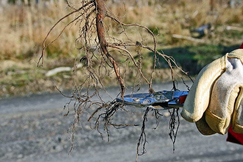 Lange Wurzeln werden mit einem scharfen Werkzeug abgeschnitten. 
