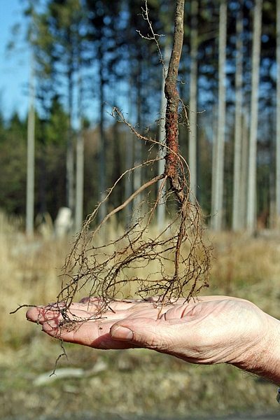 Wurzel nach dem Wurzelschnitt