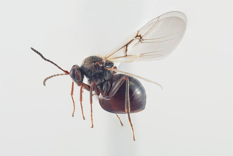 Adulte (weibl.) Andricus quercuscorticis