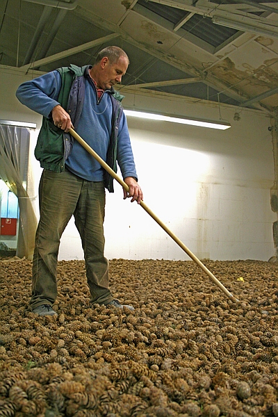 Trocknen der Douglasienzapfen