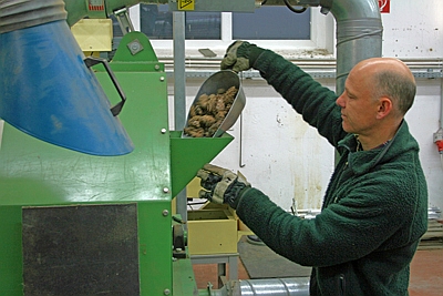 Klengung von Douglasiensamen