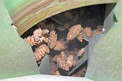 Douglasienzapfen in der Kleintrommeldarre