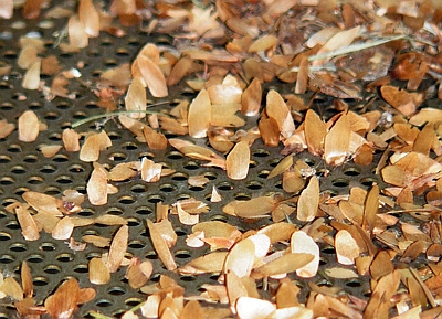 Douglasiensamen in der Reinigungsmaschine 