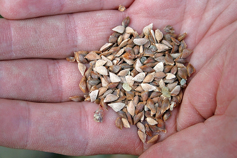 Fertiges Douglasiensaatgut