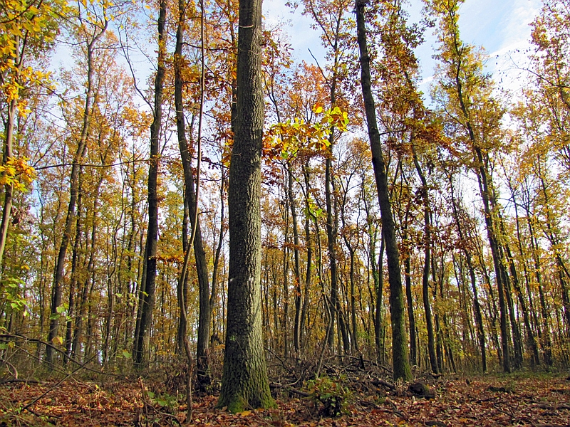 Zerreichenbestand Ungarn