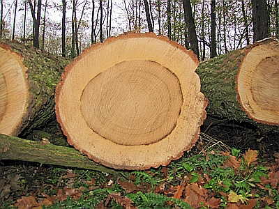 Holzstämme Zerreiche