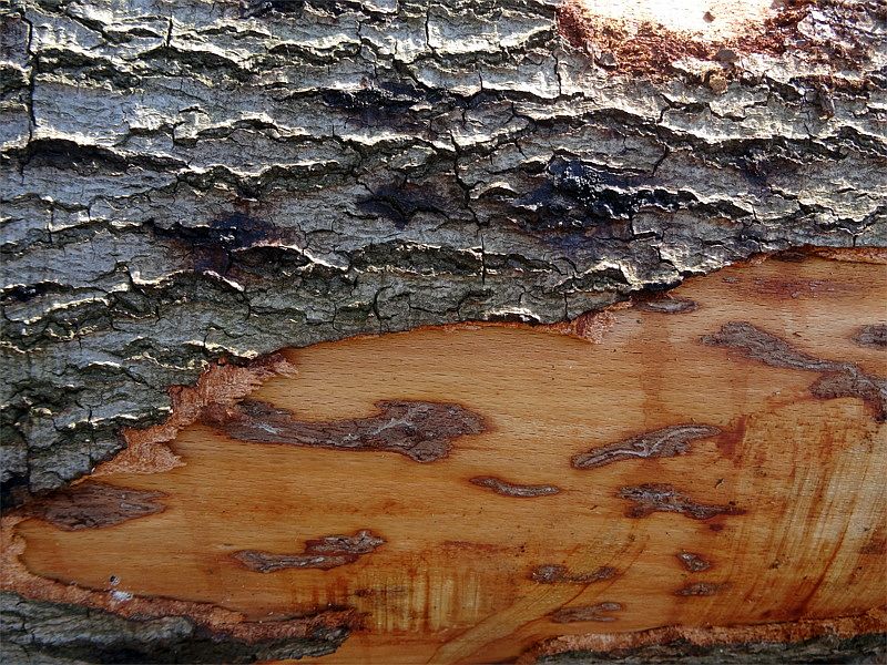 Buche mit Schleimfluss und Fraßgängen
